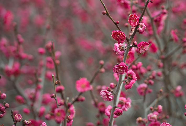 Blossoms